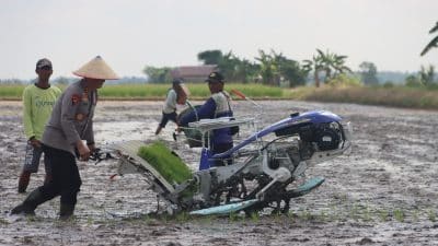 padi
