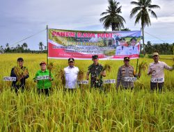 Bupati Kapuas Panen Raya Padi di Desa Warna Sari, Dorong Peningkatan Produktivitas Pertanian