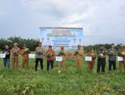 Bupati dan Wakil Bupati Kapuas Panen Semangka di Desa Pulau Kaladan