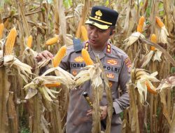 Panen Jagung di Wonoagung, Kapolres Pulpis: Bukti Sinergi Polisi dan Petani Bangun Ketahanan Pangan