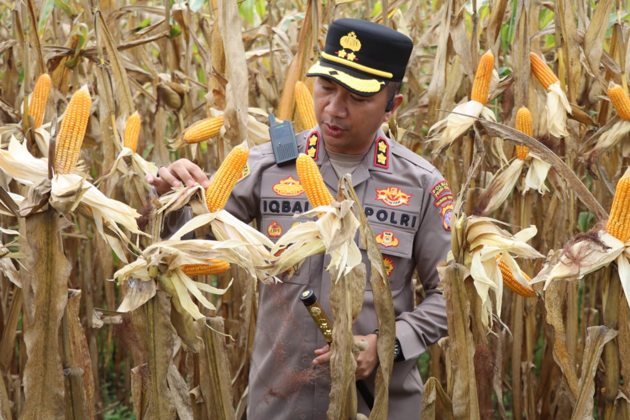 panen jagung