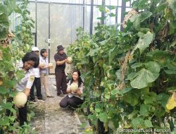 Manisnya Melon Kampuri! Poktan Kulat Laok Nikmati Panen Kedua di Screen House