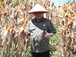 Bupati Kapuas Ikuti Panen Raya Jagung Serentak Bersama Presiden Prabowo secara Virtual