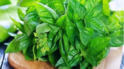 Daun kemangi