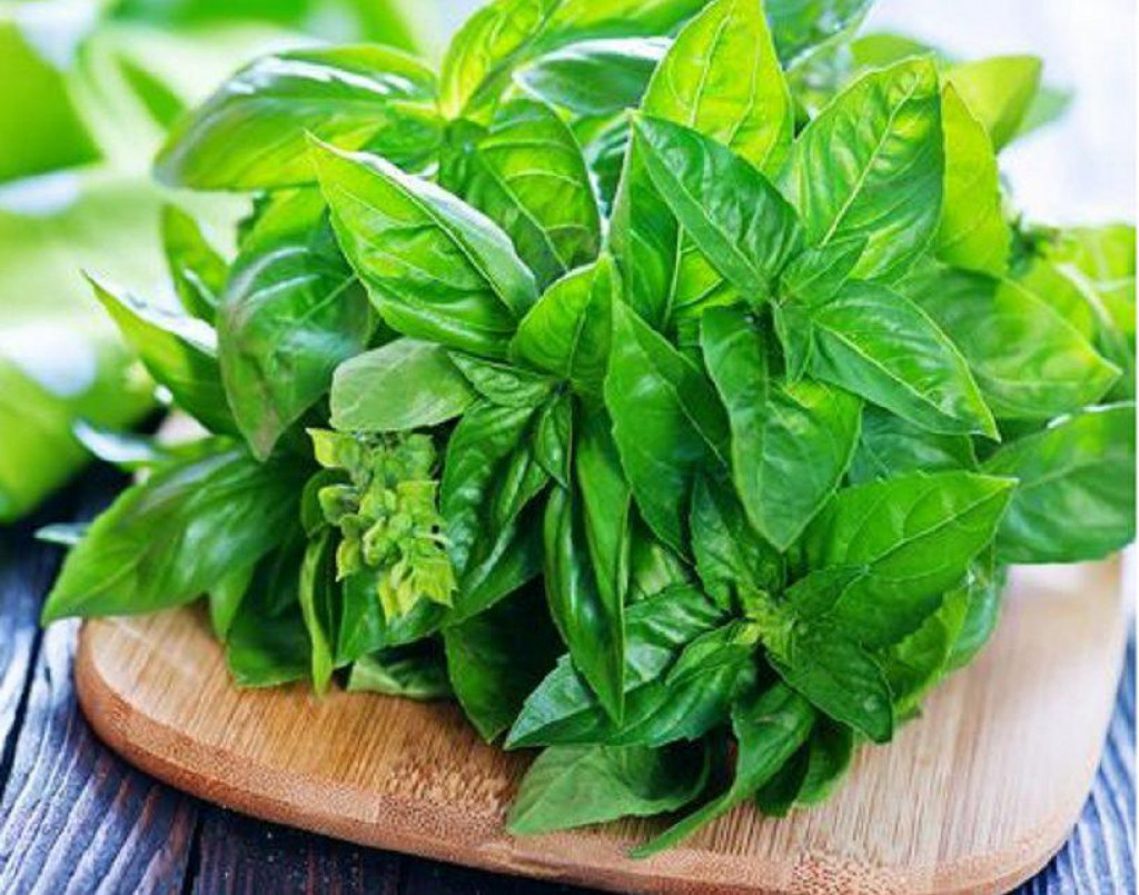 Daun kemangi