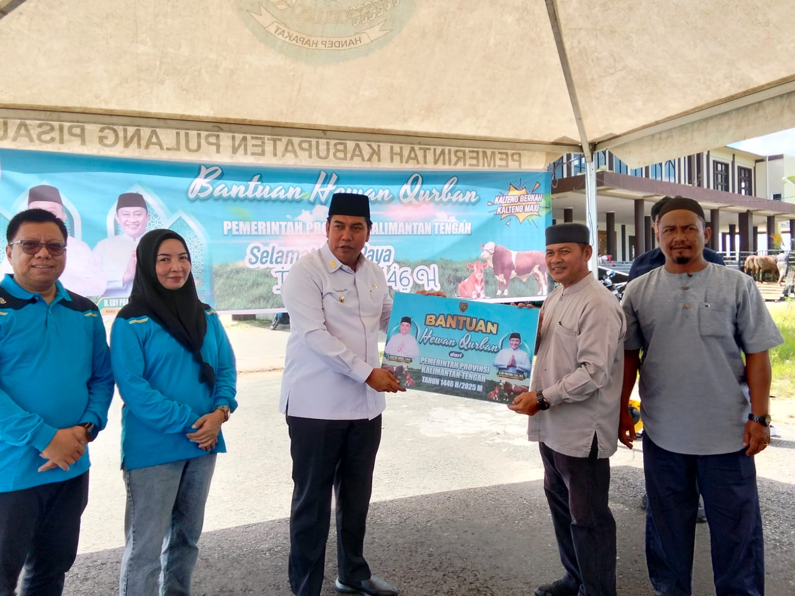 sapi kurban