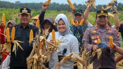 panen jagung