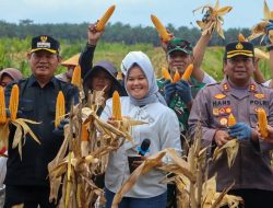 Panen Raya Jagung Serentak di Seruyan, Bukti Nyata Sinergi Dukung Ketahanan Pangan Nasional