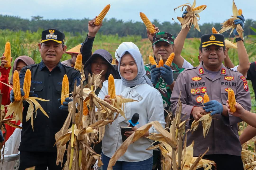 panen jagung