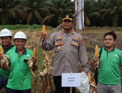 Dukung Ketahanan Pangan, Polres Seruyan Panen 2,5 Ton Jagung di Lahan PT GBSM