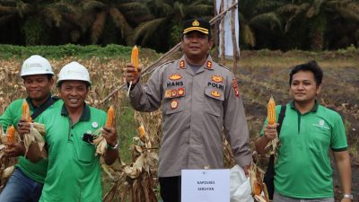 Dukung Ketahanan Pangan, Polres Seruyan Panen 2,5 Ton Jagung di Lahan PT GBSM