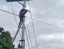 Heboh di Kapuas! Pria asal Banjarmasin Bertahan di Atas Tiang Listrik 24 Jam Lebih