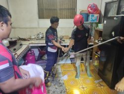 Ular Piton Masuk Dapur Warga Palangka Raya, Evakuasi Berlangsung Dramatis