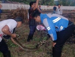Evakuasi Ular Piton Sepanjang 3,5 Meter di Jalan Damang Leman Palangka Raya