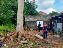 Pohon Dekat Bangunan, Tim Damkar Palangka Raya Tunda Penebangan Demi Keselamatan