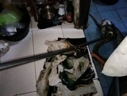 Ular Piton Masuk Mess di Palangka Raya, Tim Rescue Disdamkarmat Berhasil Evakuasi