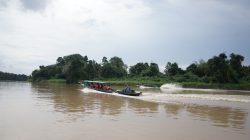 pln