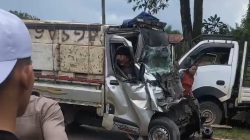 adu banteng