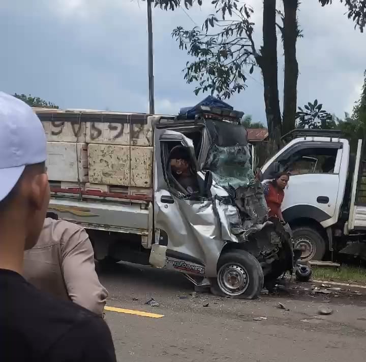 adu banteng