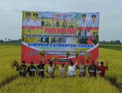 Gubernur Kalteng dan Wagub Panen Raya di Kapuas, Dorong Petani Milenial dan Ketahanan Pangan