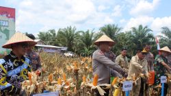 panen jagung