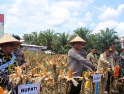 Panen Jagung Serentak di Kalteng Dipusatkan di Pulang Pisau, Target 131 Ton Hasil Produksi