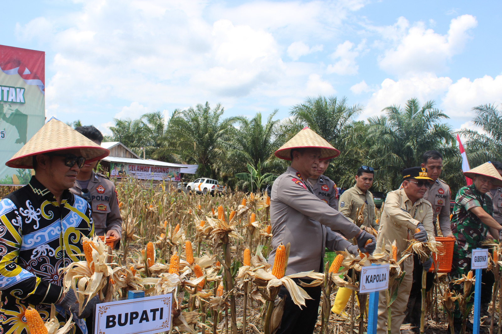 panen jagung