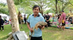 iguana