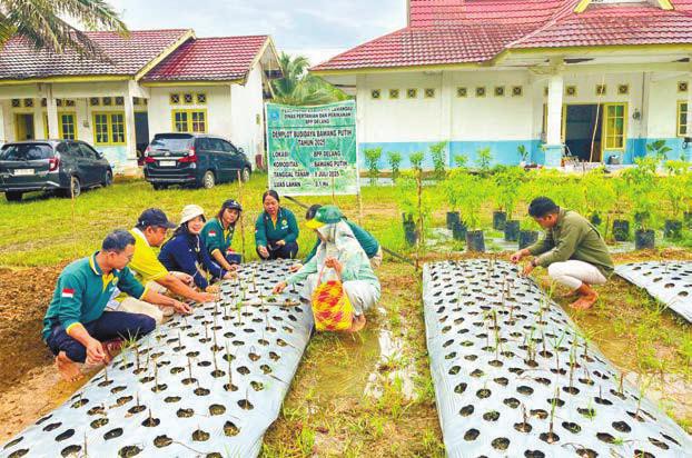 Demplot Bawang Putih