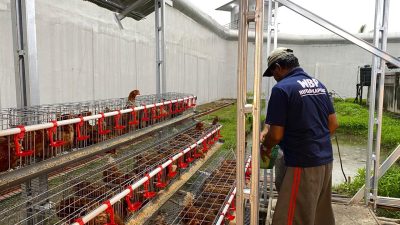 Inovatif dan Berdaya Guna, Rutan Kapuas Bangun Integrated Farming Ayam Petelur & Kolam Lele untuk Pembinaan WBP