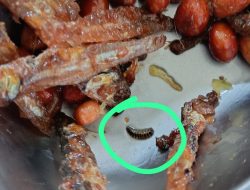 Ada Ulat di Ompreng MBG, Pihak Sekolah: Hanya Satu Porsi dan Langsung Dicek!