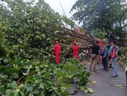 Hujan Deras Disertai Angin Kencang, Pohon Tumbang Ganggu Lalu Lintas