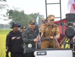 Panen Raya di Tahai Jaya, Bupati Pulpis dan Wagub Kalteng Dorong Produktivitas Padi