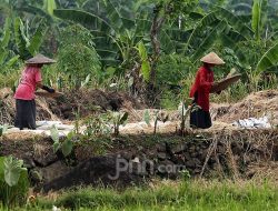 Khawatir Dampak Kekeringan, Pemerintah Diminta Siapkan Bibit Unggul