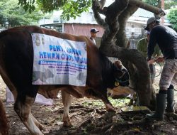 PLN UID Kalselteng Bagikan 3.288 Paket Daging Kurban pada Idul Adha 1447 H dari 22 Sapi dan 7 Kambing