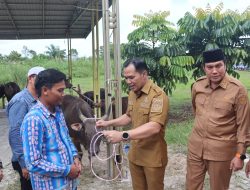 Bupati Pulpis Salurkan 50 Ekor Sapi Kurban