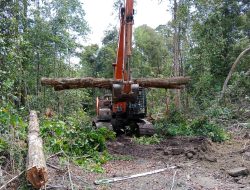 Kasus Dugaan Perambahan Hutan di Sukamara Terus Bergulir, Operator Alat Berat Jadi Saksi!