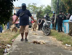 Aksi Protes Tak Biasa! Ribuan Bangkai Ayam Tiren Dipajang di Kantor PLN Palangka Raya, Peternak Tagih Kompensasi