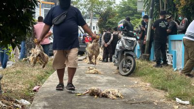 ayam