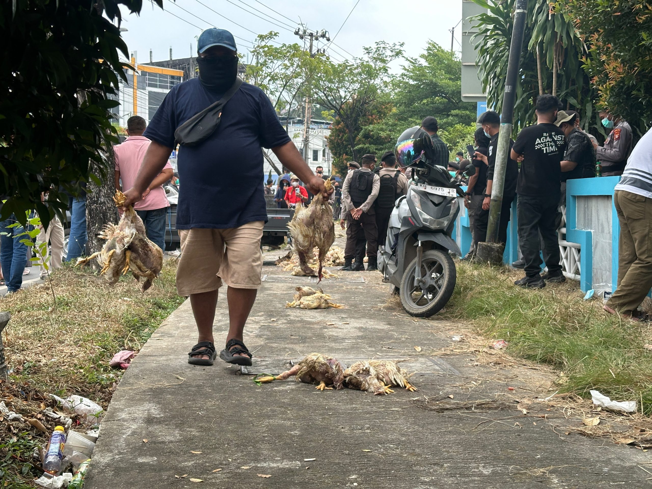ayam