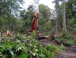 15 Bulan Tanpa Tersangka, Kuasa Hukum Bongkar Kejanggalan Penyidikan Kasus Perambahan Hutan Sukamara